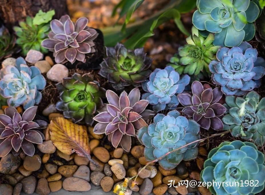 在孔网这片广袤的森林中，有哪些买家深深扎根？