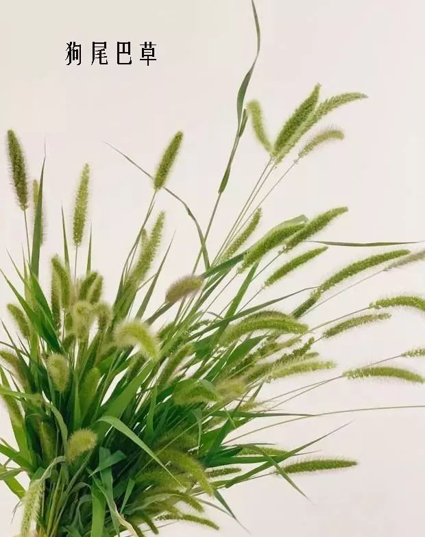 花店里同款的两种不同价格的花材,花店最容易被顾客误解的几种花材