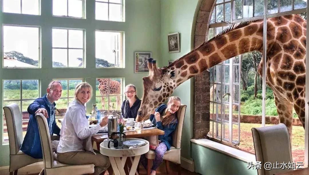 吃长颈鹿治艾滋病？为保护谣言下的生命他们建了家世界唯一的酒店