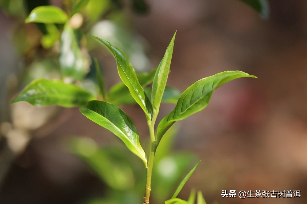 云南普洱茶十大茶山排行,普洱茶山头三大茶区