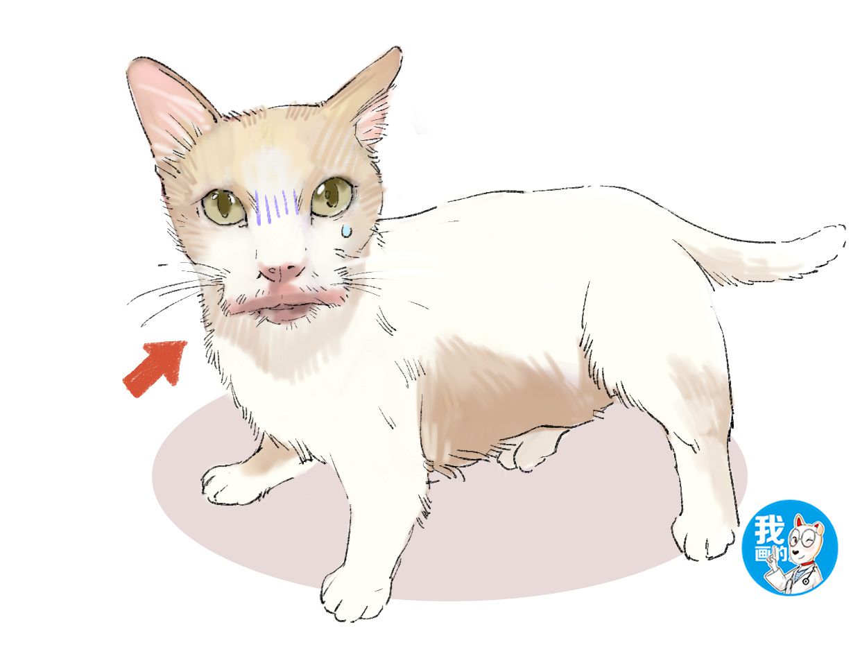 猫咪也会感觉到焦虑不安，铲屎官可千万别忽视掉一些细节