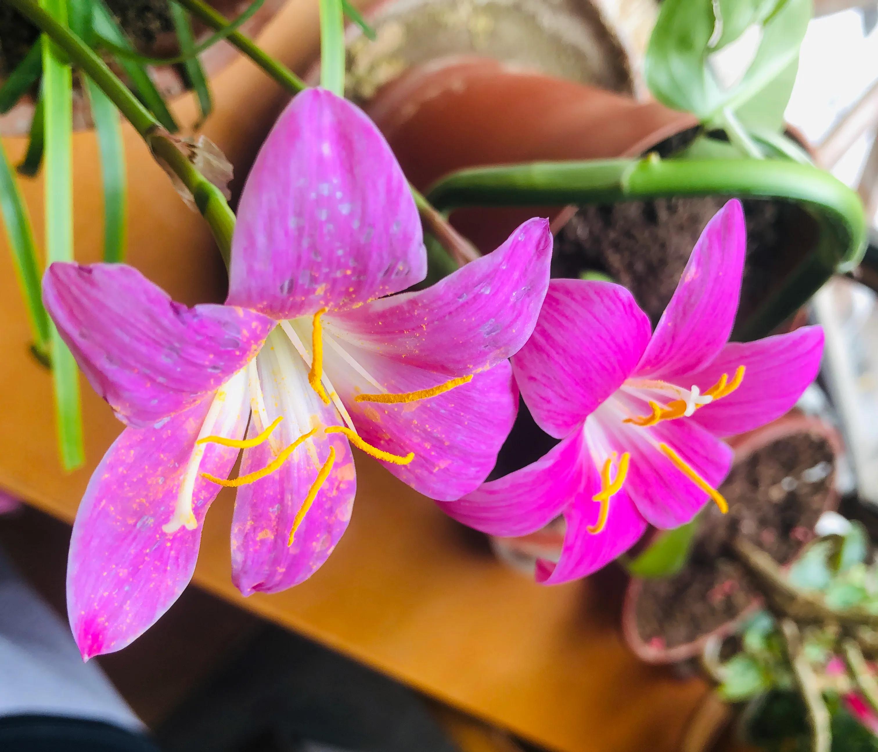 兰山絮语的作者,兰山话方言