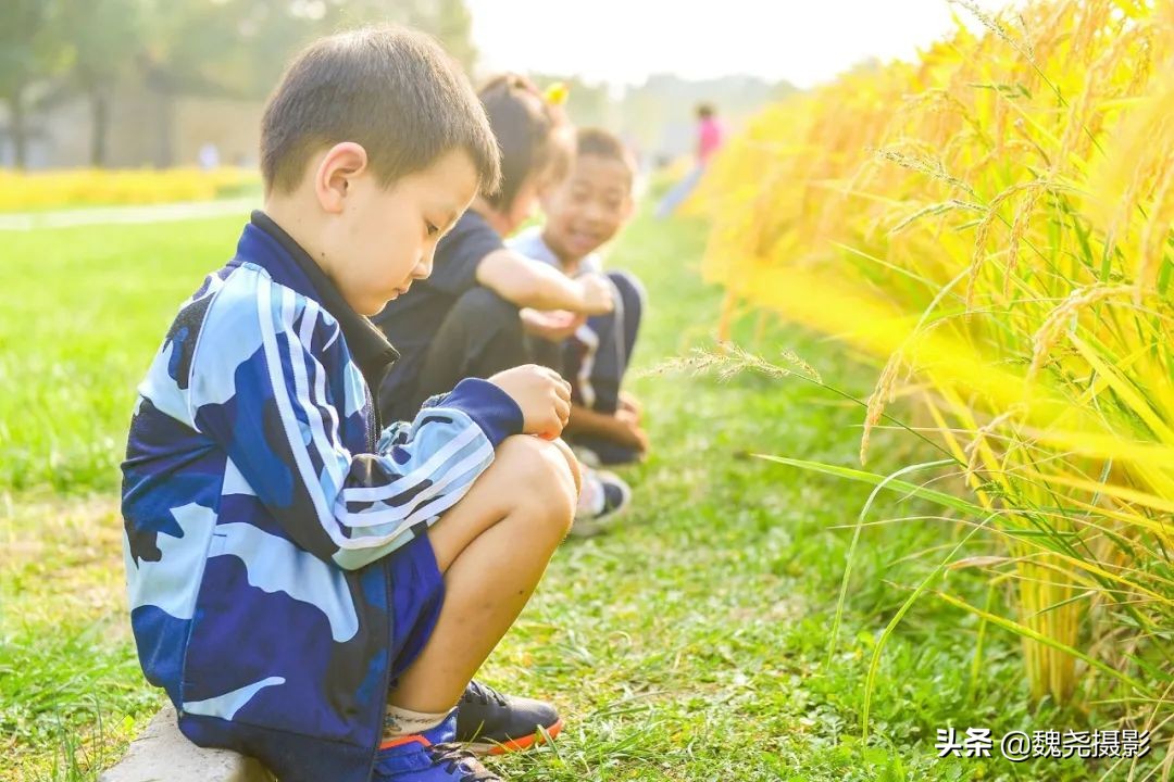 北京北坞公园里的京西稻又熟了,曾经只有皇上才能吃上这儿的大米