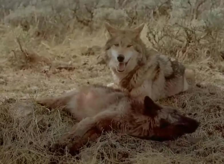 荒郊野外遇到狼该如何逃生,野外遇狼的自救方法