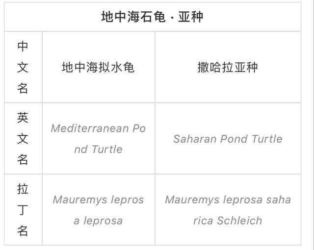 黄喉石龟图片大全,欧洲黄喉