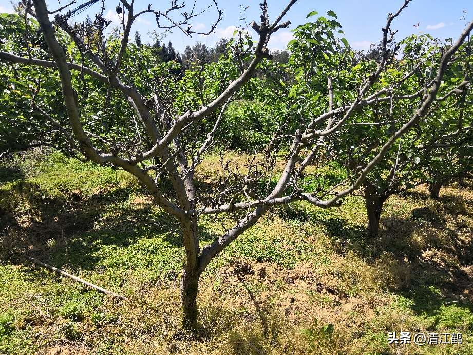 树干有轮纹病打什么药,轮纹病锈病