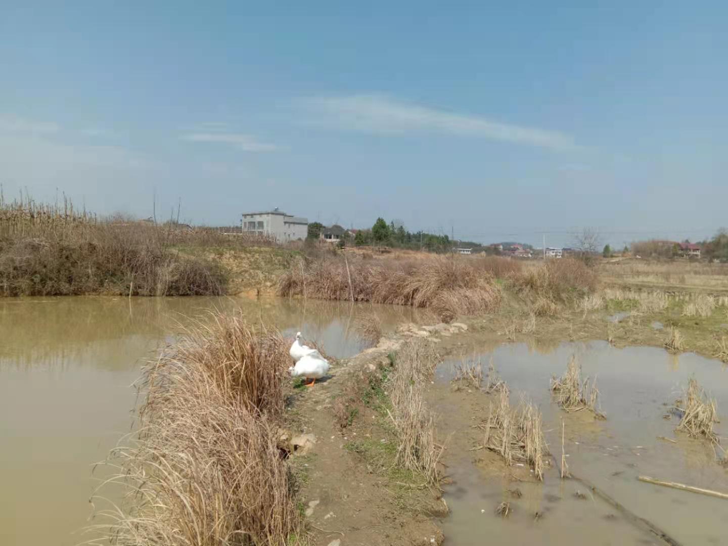 小小鸟,长篇小说)第五章不一样的天空第5节