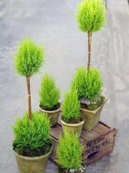 刷屏级花草，我也就拿着手机看了一下午而已！