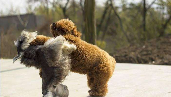 最讨厌泰迪犬的原因,为什么很多人讨厌泰迪犬