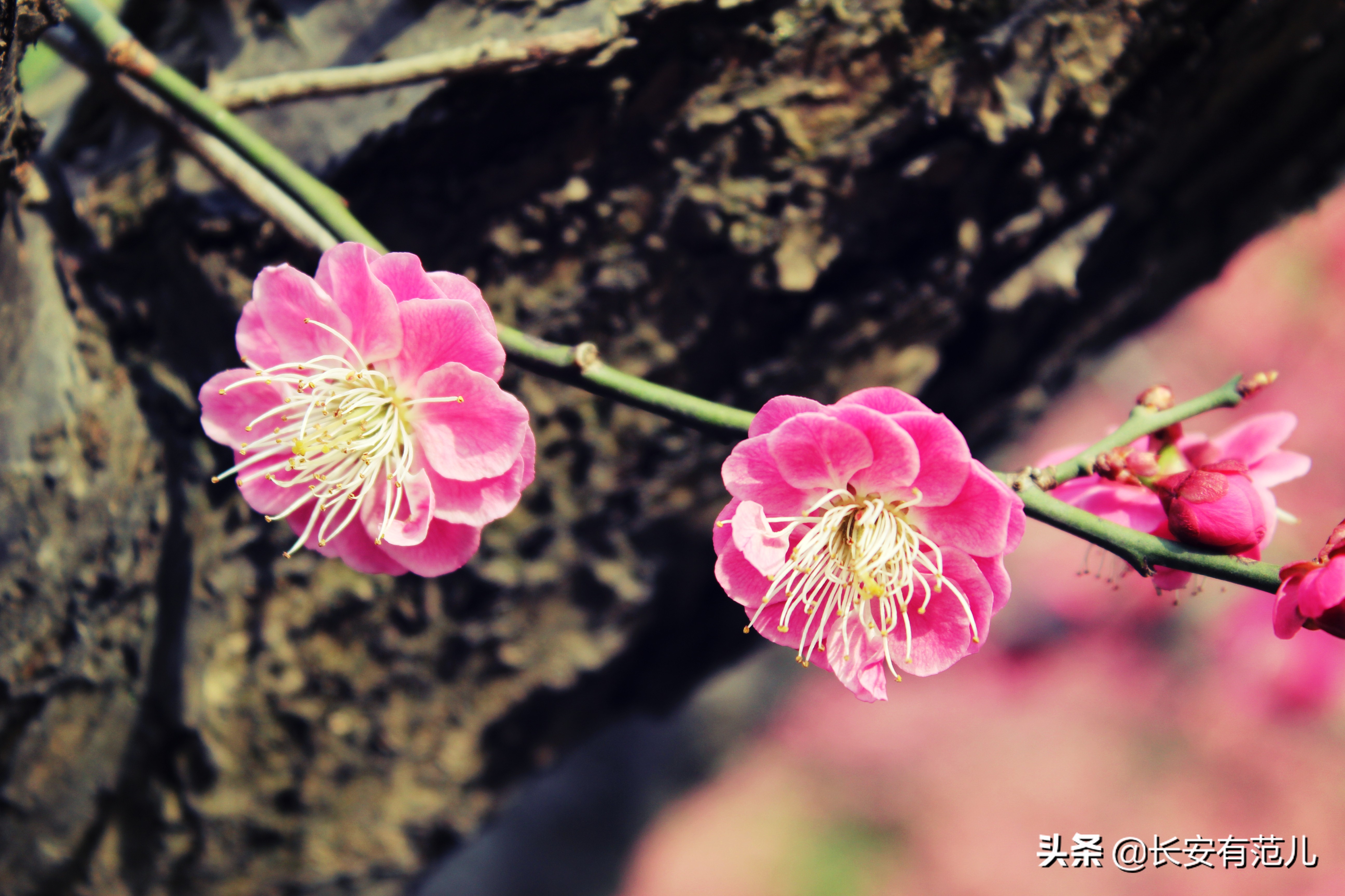 蜡梅和梅花的区别图,蜡梅和梅花的生长环境有何区别