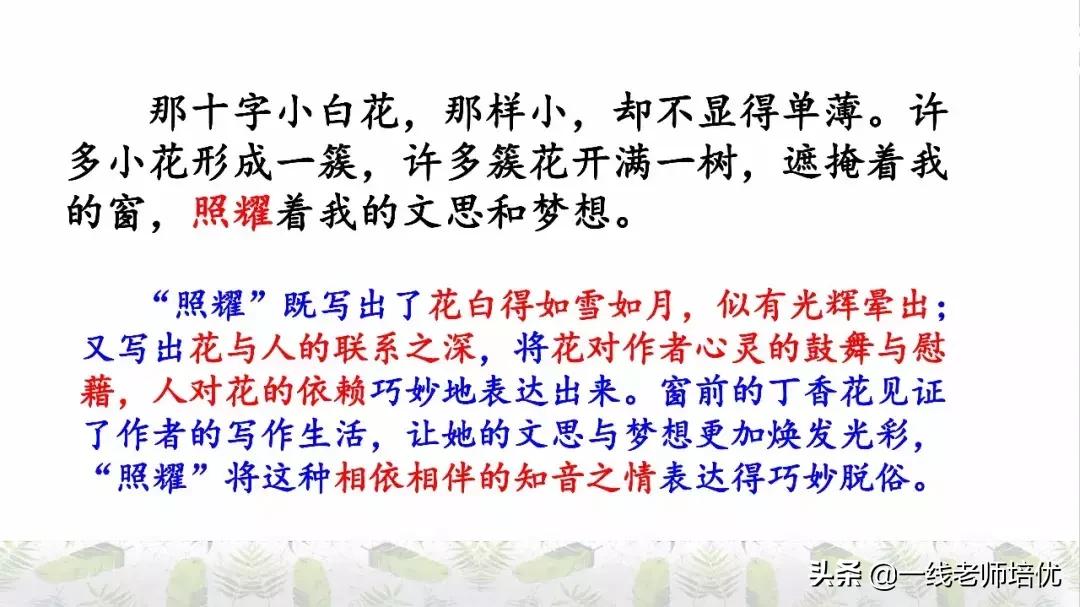 六年级上册第二课丁香结知识点,部编版六年级上册语文丁香结预习