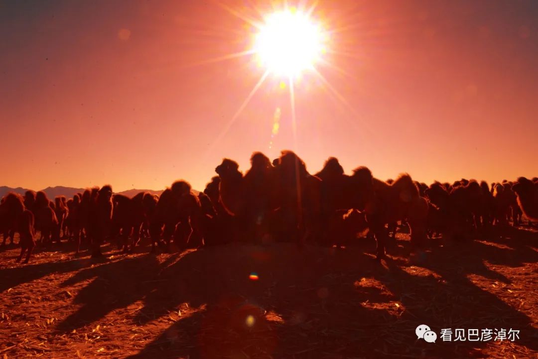戈壁红驼，乌拉特草原上的珍珠