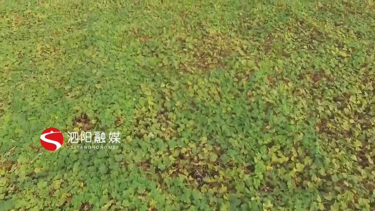 小小瓜蒌致富大产业,泗阳瓜蒌