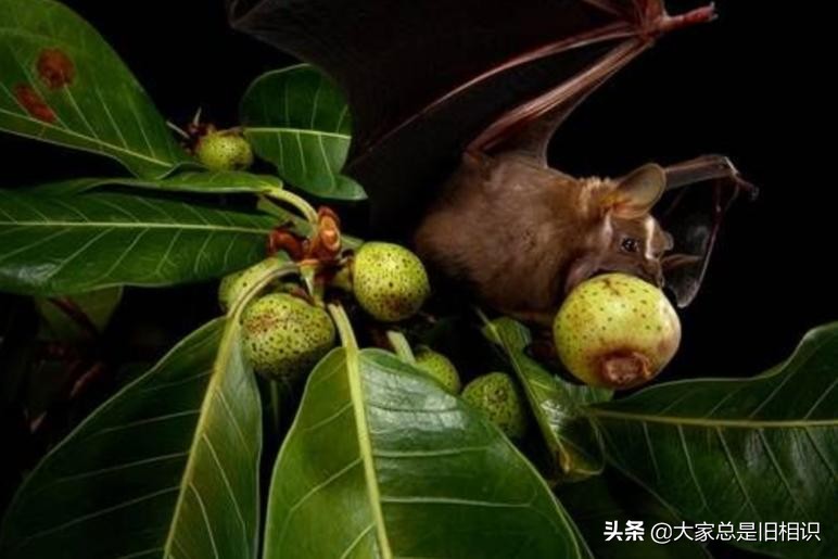 蝙蝠都吃什么,蝙蝠最爱吃的东西是什么
