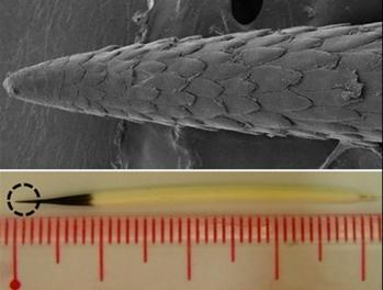 豪猪是不是骗局,豪猪怪和犀牛怪