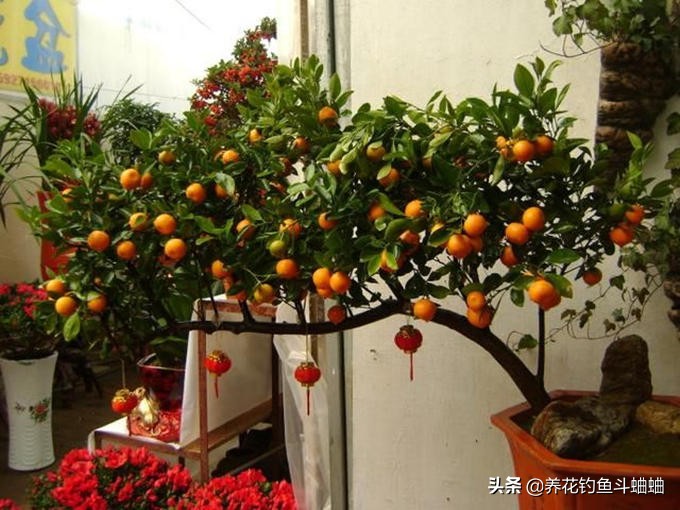 治金桔黄叶,夏季金桔掉叶黄叶可以换盆吗