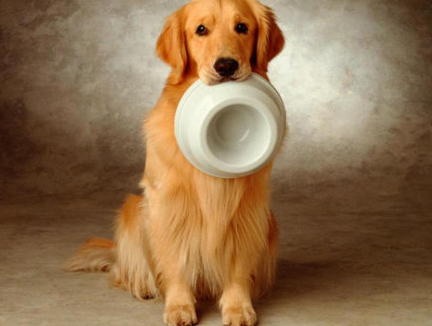 如何让狗狗快速养成不挑食的习惯,家犬吃得多不挑食的狗狗有哪些