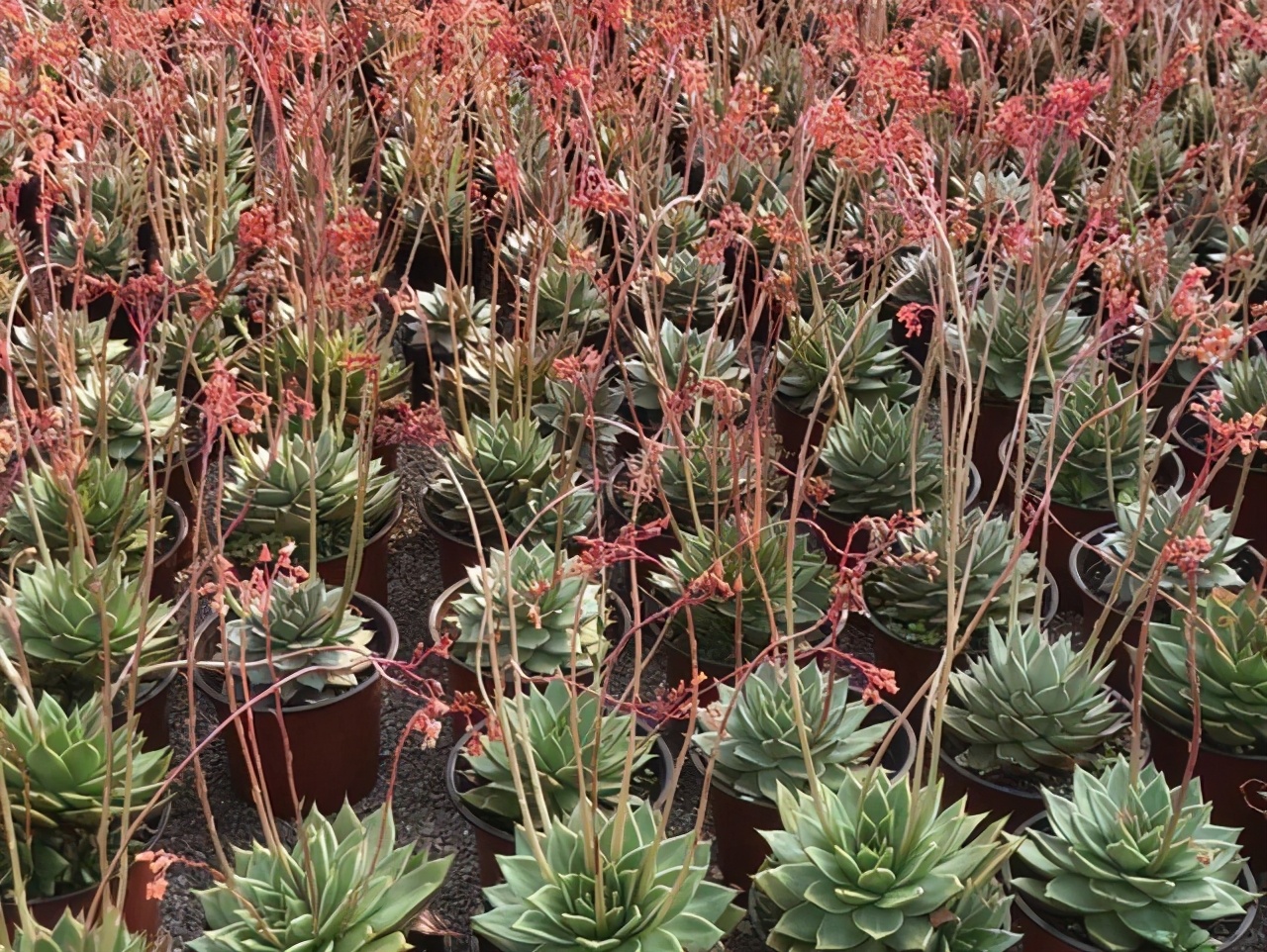 紫乐多肉开花后如何人工授粉,多肉开花怎么处理最好看