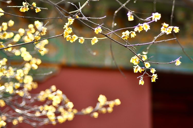 不惧严寒,不惧严寒静待春暖花开