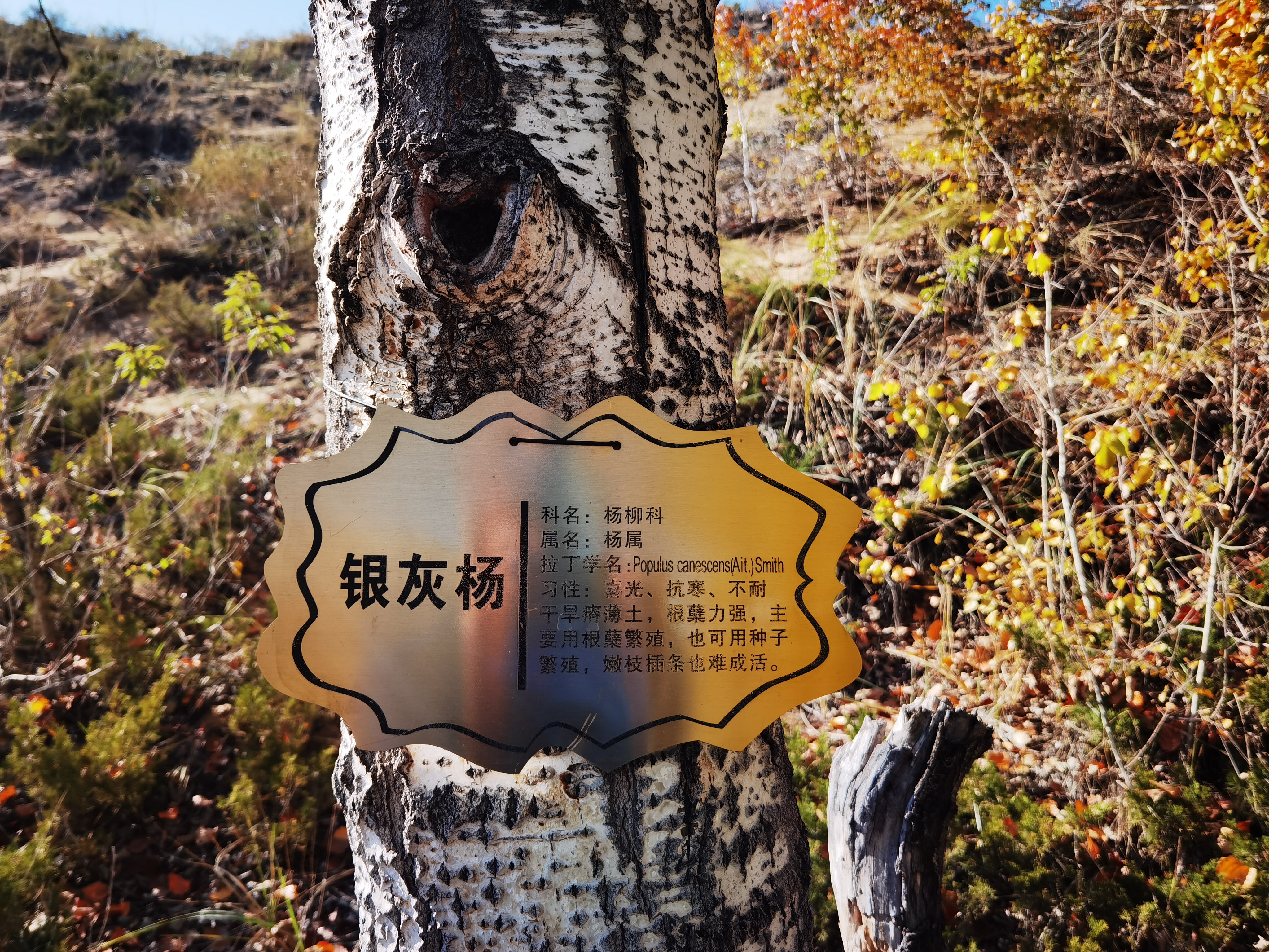 自驾游*疆新**：原来你是这样的白沙湖