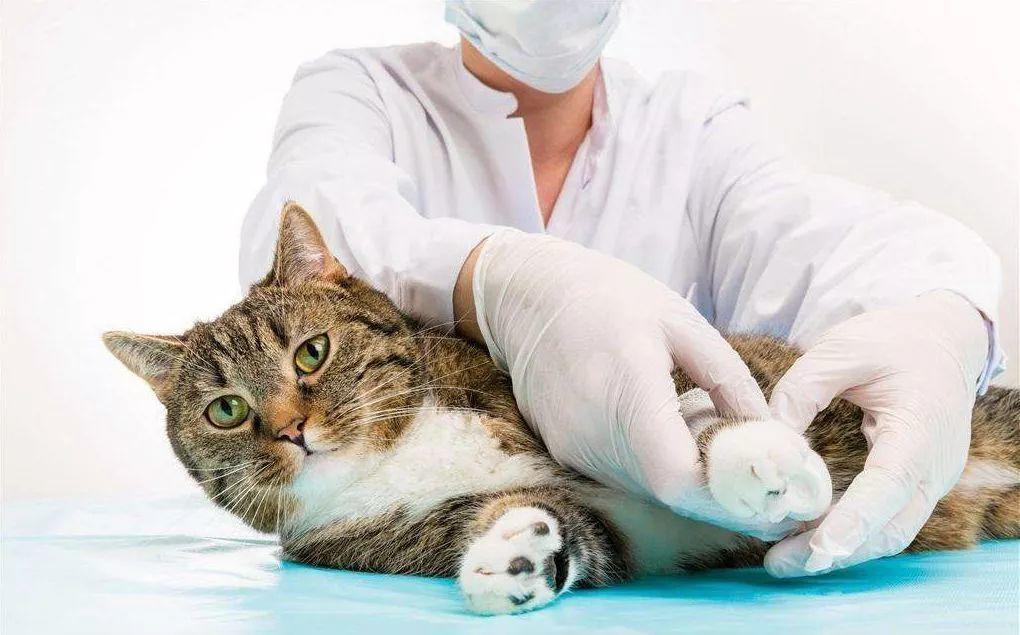 蛆虫救治,死掉的猫咪居然被抢救过来了