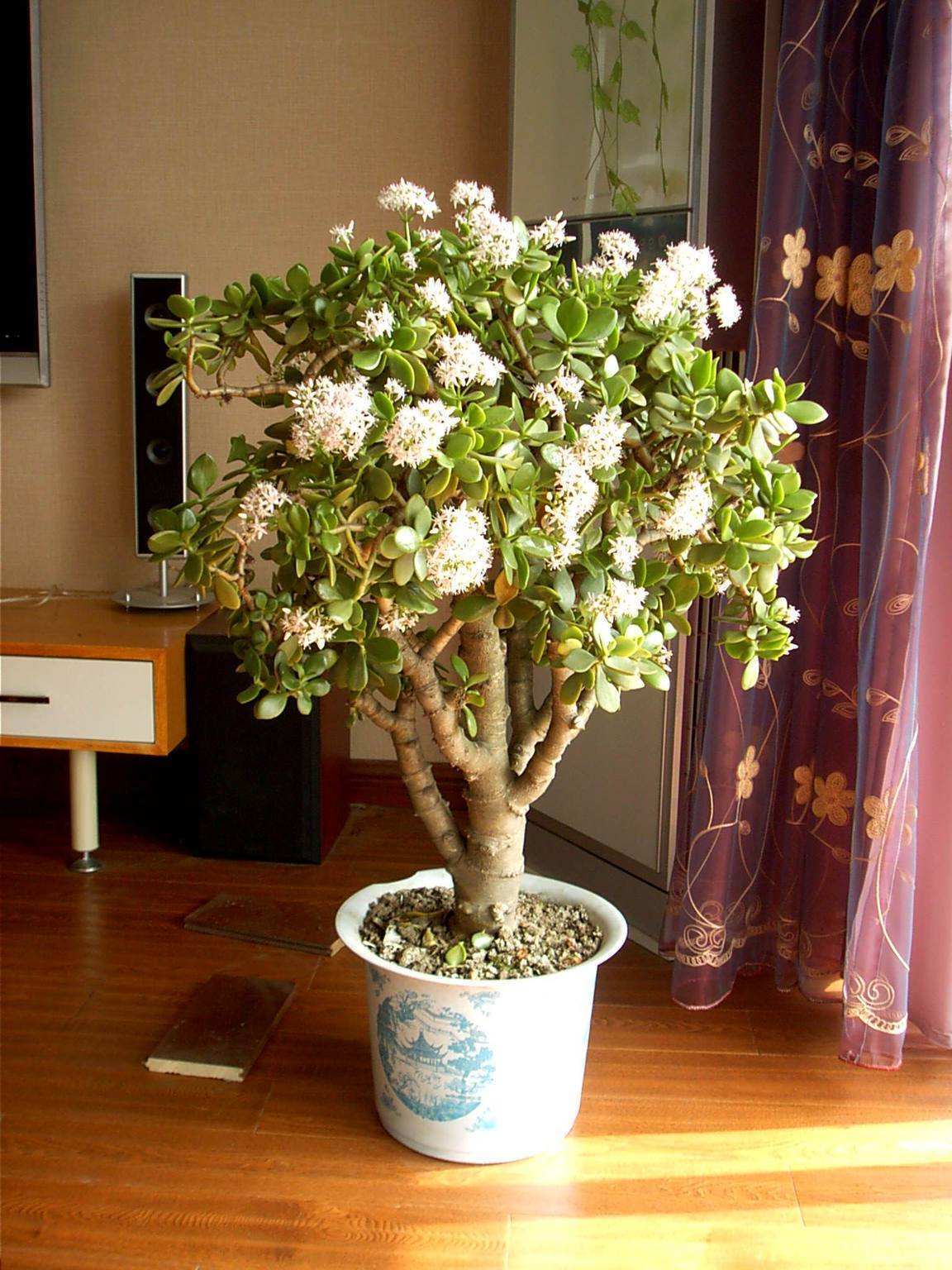 家有花卉盆景,家有绿植盆景