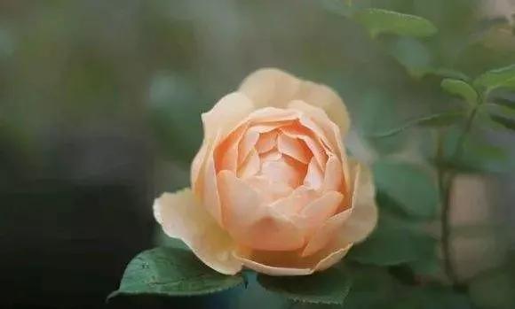 100种玫瑰花品种大全,玫瑰花有哪些品种大全