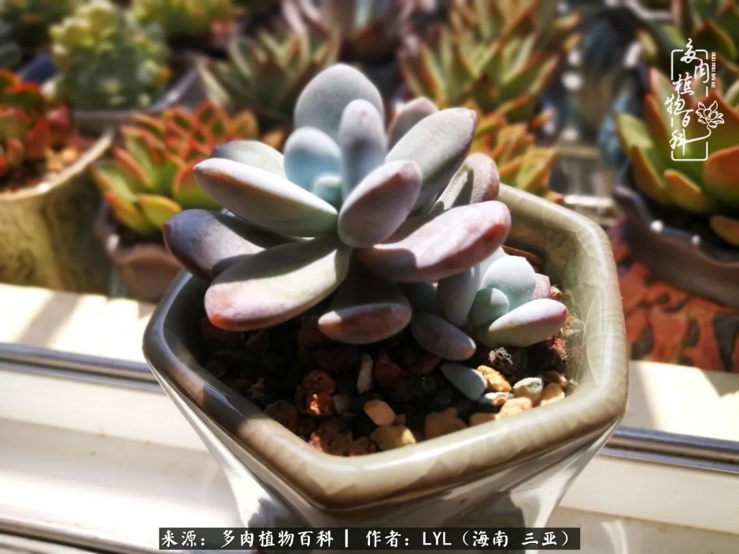 养多肉一年花了3万,养多肉一千多盆