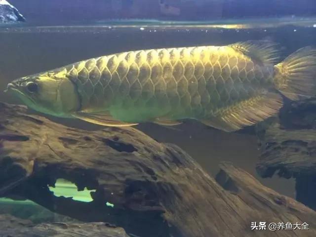 养金龙鱼过程马来西亚,马来西亚养金龙