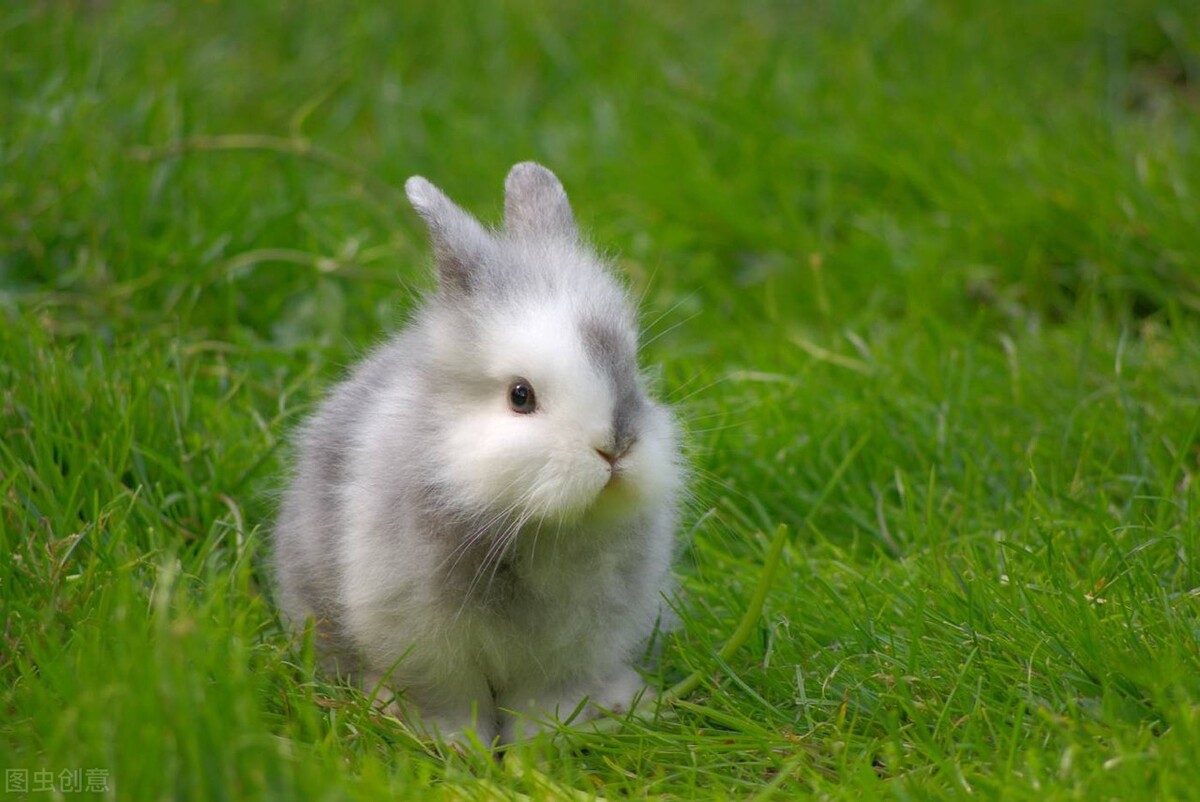 兔子耳朵里脏,兔子耳朵凉不吃东西怎么回事