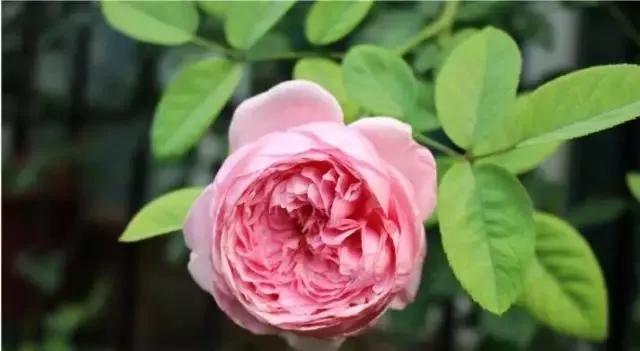 100种玫瑰花品种大全,玫瑰花有哪些品种大全