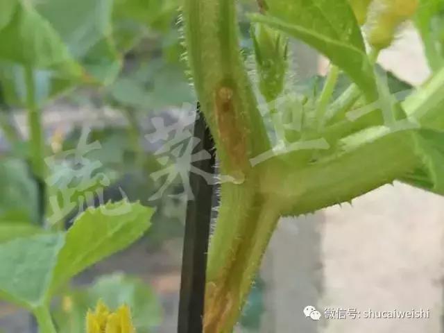 蔓枯病防控,蔓枯病怎么防治