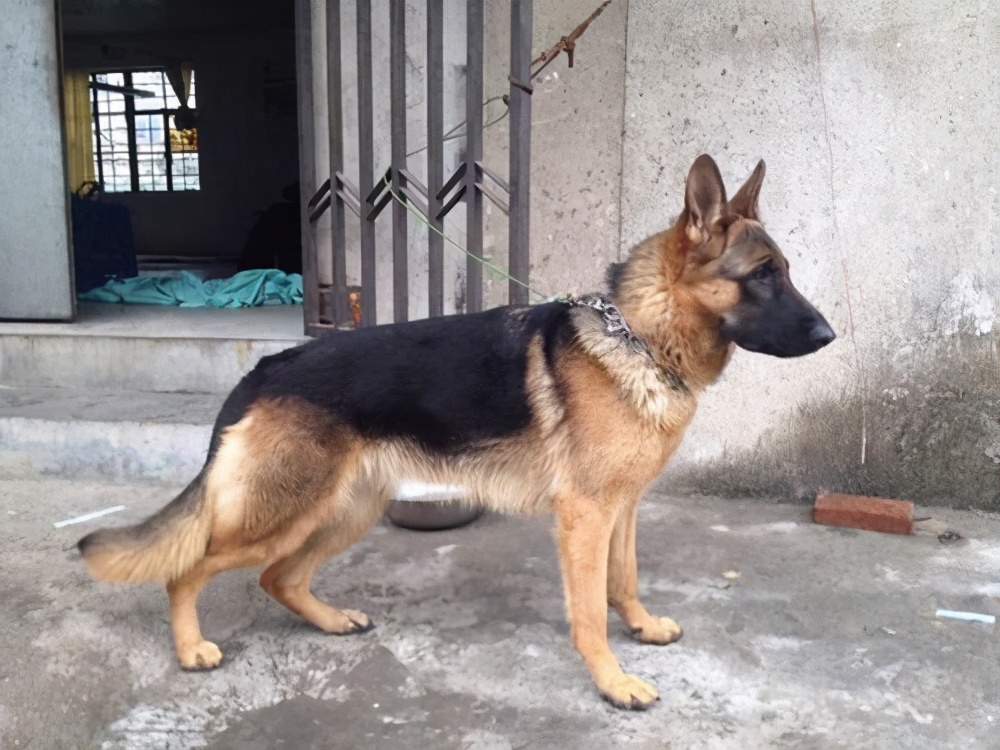 德牧价格高低不一，其实都是这些因素造成的