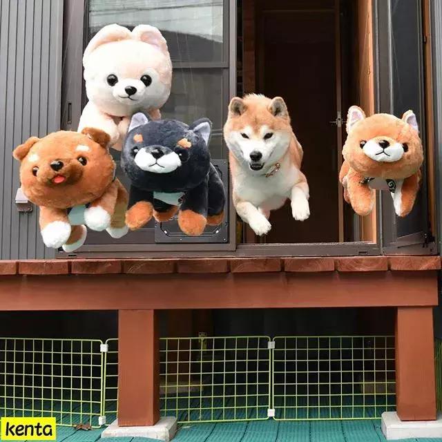 日本博主给两只柴犬买了几十只玩偶，变成大型实物版“连连看”…