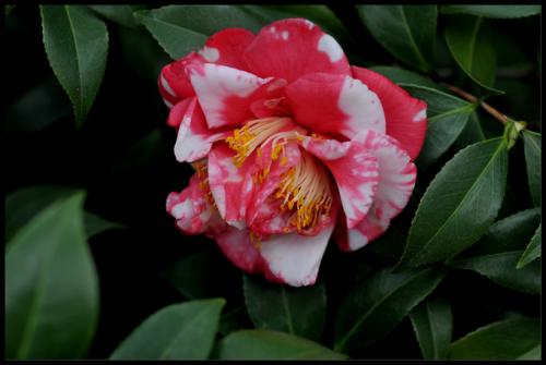 观音十八笑茶花名贵品种吗,四季茶花名贵品种图片大全