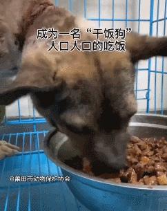 狗狗脑袋比身体大，以为是被蜜蜂蛰了，近看才发现