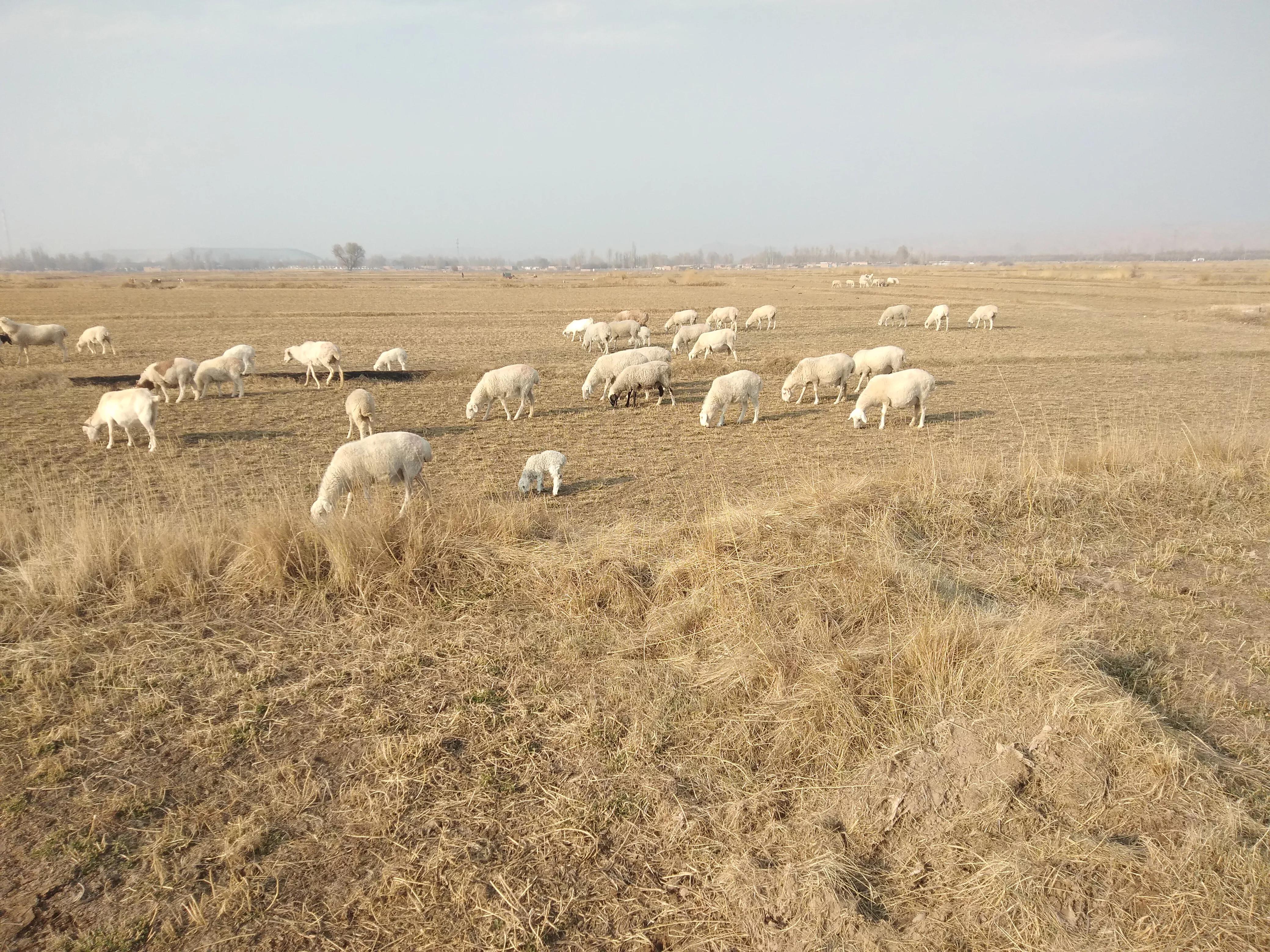 未来3年农村养殖什么最有前景,未来十大养殖前景农民该怎样创业