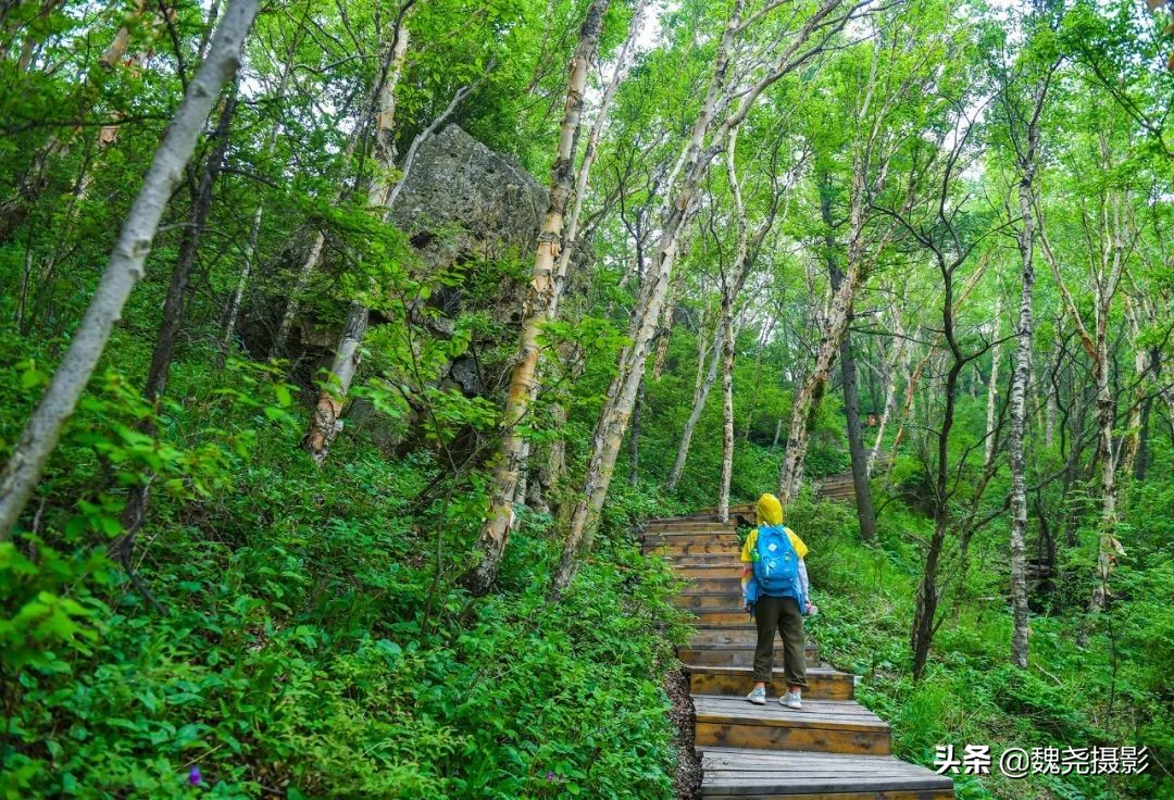 各个季节的野生兰花,北京百花山野生兰花图片