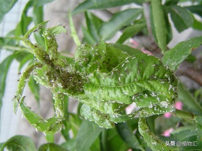 教你识别十大虫害,专治各种害虫图谱大全