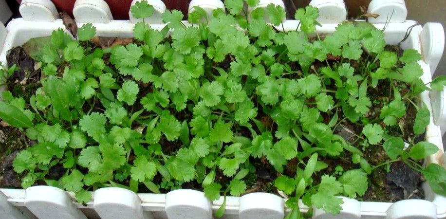 种香菜的正确方法阳台,阳台种植香菜的方法和技巧