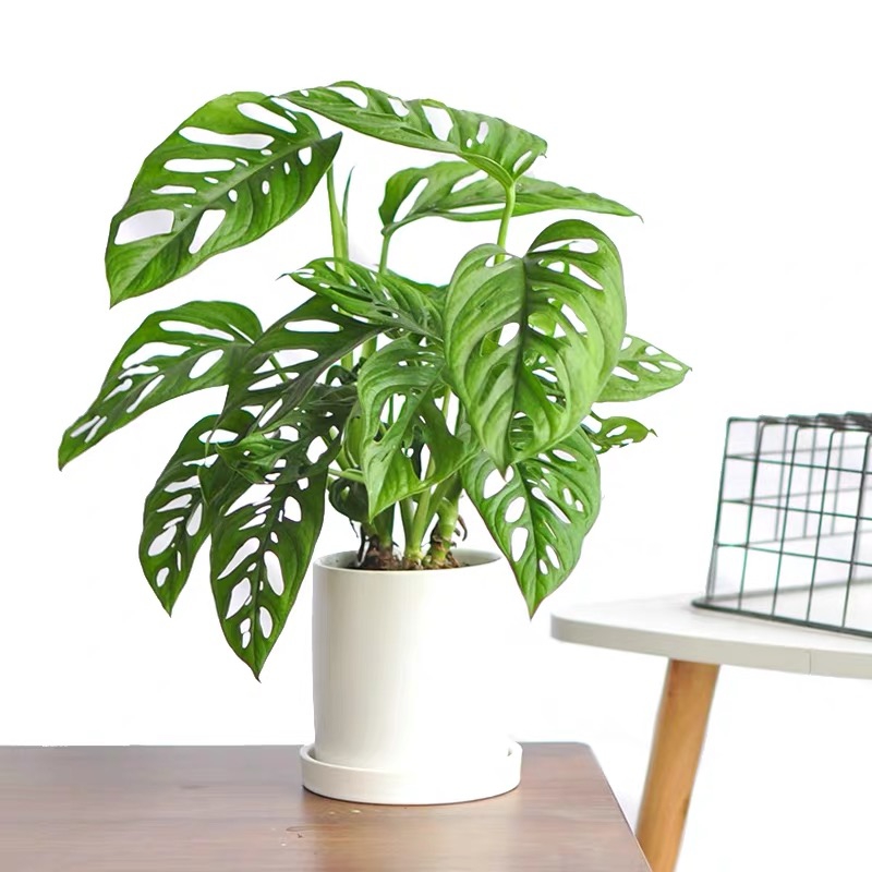 100种绿植大全,50种盆栽绿植花卉大全