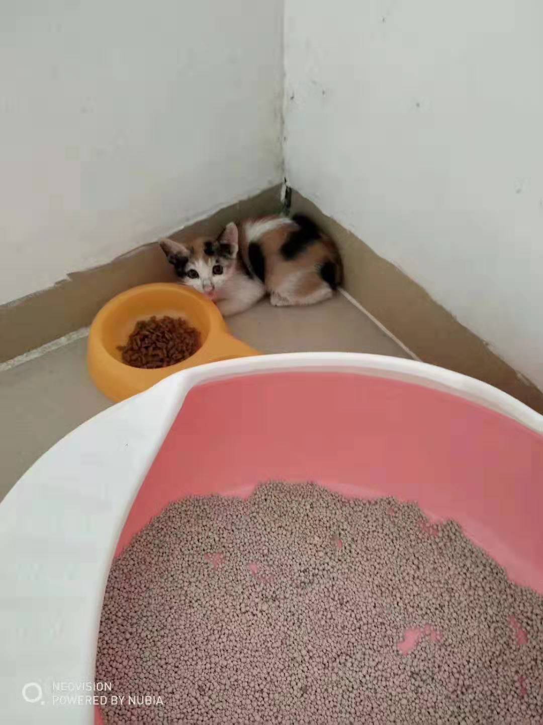 为啥猫脏,养猫怎么保持猫咪干净家庭干净