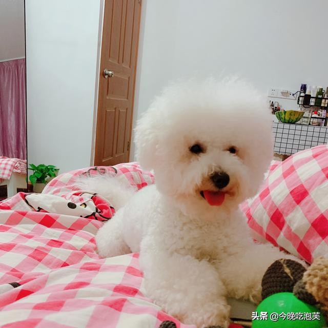 狗狗任凭主人打骂也不走,狗狗护食打一顿不吃了