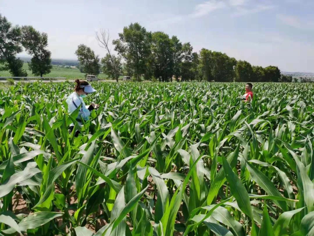大熊猫这么可爱大家喜欢它吗,耕地中的大熊猫吃什么