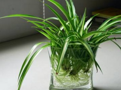 吊兰可以水培吗,吊兰可以水培放鱼缸