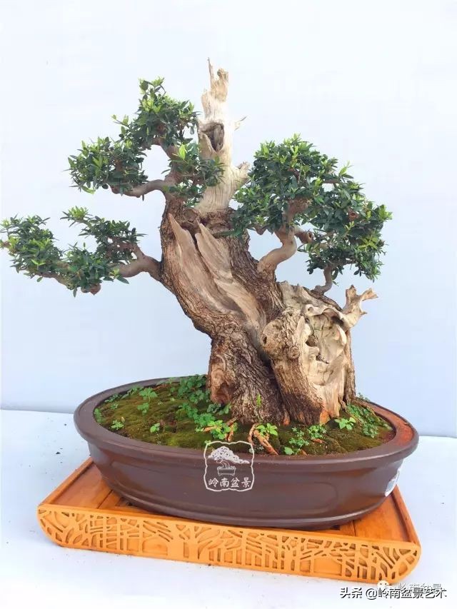 文人杂木盆景精品欣赏,可以做盆景的杂木图片大全