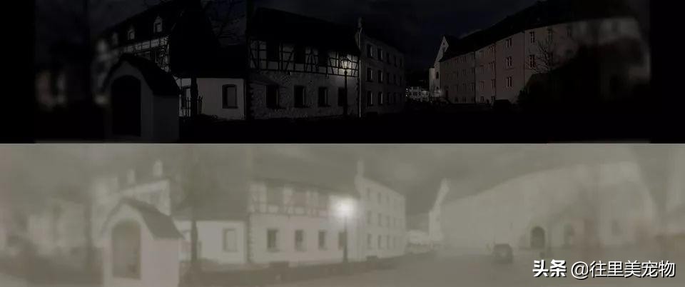 猫咪的眼睛像蛇一样,猫咪一只眼睛亮一只眼睛雾蒙蒙的