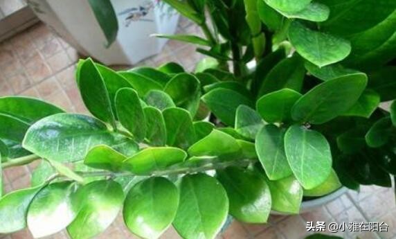 养金钱树花注意什么问题,养金钱树的小技巧