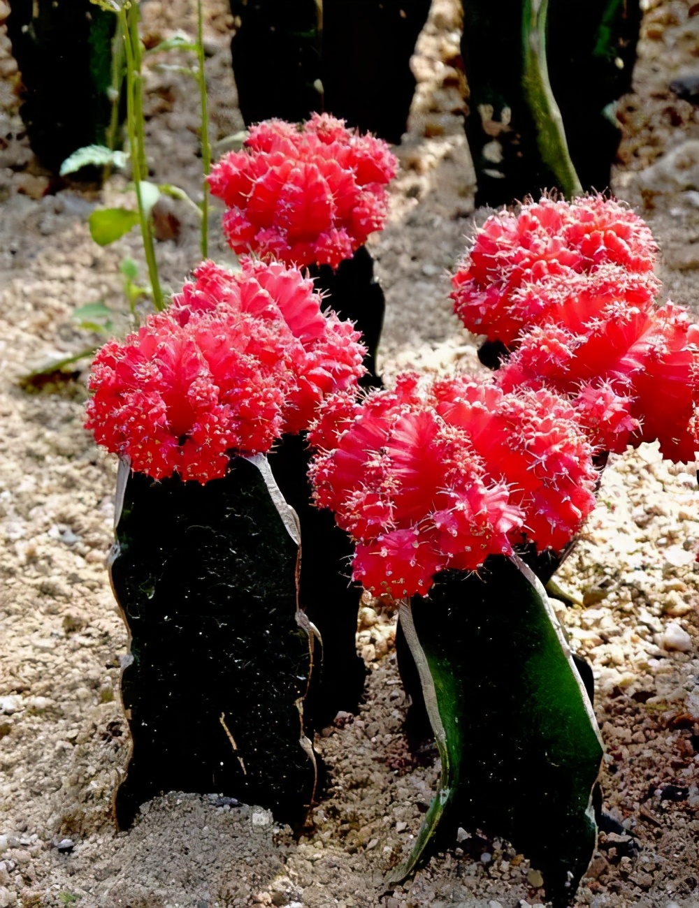 牡丹茎腐病怎么治好的,绯牡丹徒长怎么办