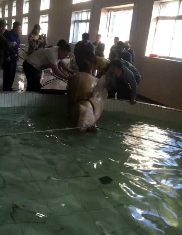 黑龙江最大的野生鱼种,黑龙江十大鱼种